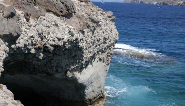 Τόφφοι και τοφφίτες Παπάφραγγα και Φυλακωπής