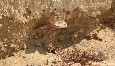 Λασπορεύματα Παλαιοχωρίου