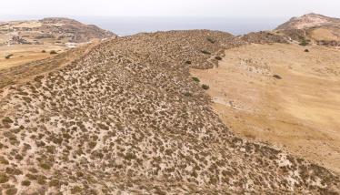 Τόφφοι Φυριπλάκας