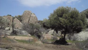 Γεωμορφές μονζοδιορίτη