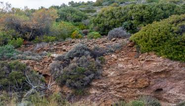 Τεκτονική επαφή