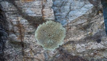 Κερατίτης ή «Πλακίτης» Πλάκας